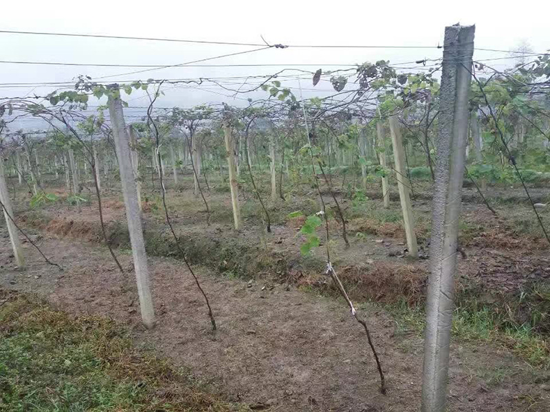 珠海獼猴桃塑包鋼絲